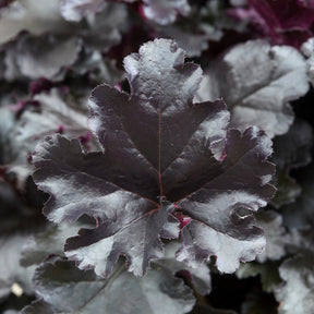 Purperklokje Black Pearl - Heuchera Black Pearl - Willemse
