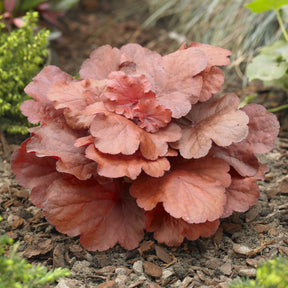 Purperklokje Fire Alarm - Heuchera Fire Alarm - Willemse