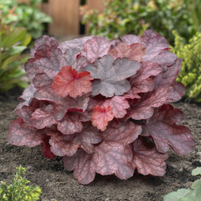 Purperklokje Fire Chief - Heuchera Fire Chief - Willemse