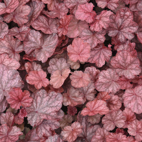 Heuchera Fire Chief - Purperklokje Fire Chief - Heuchera - Purperklokje