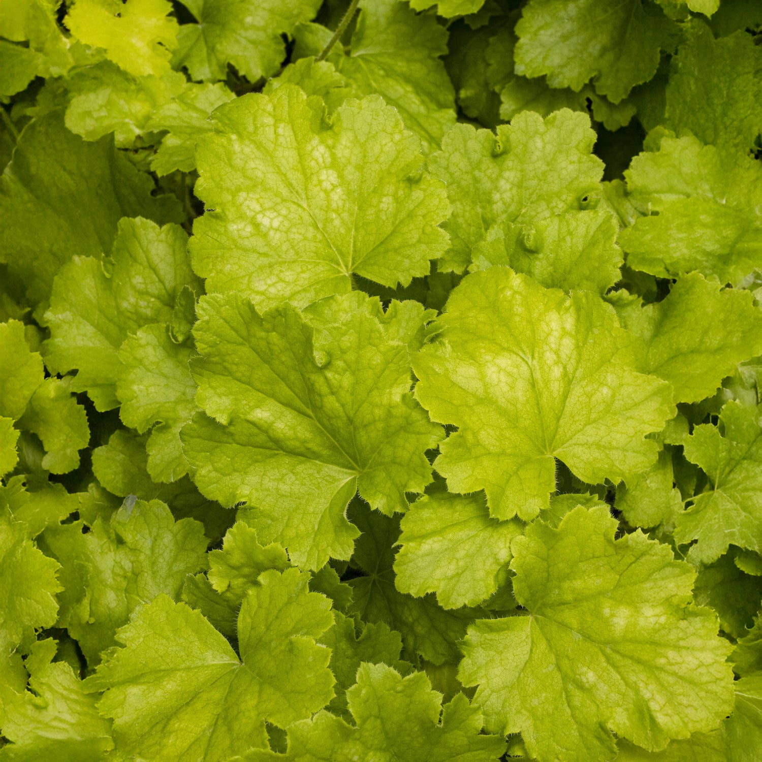 Purperklokje Lemon Love - Willemse