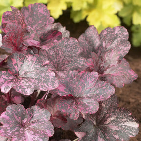 Heuchera Midnight Rose - Purperklokje Midnight Rose - Heuchera - Purperklokje