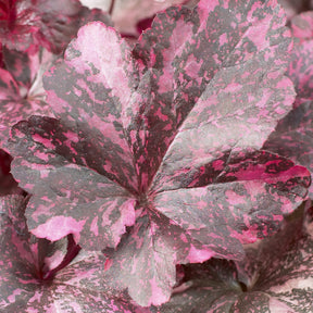 Purperklokje Midnight Rose - Heuchera Midnight Rose - Willemse