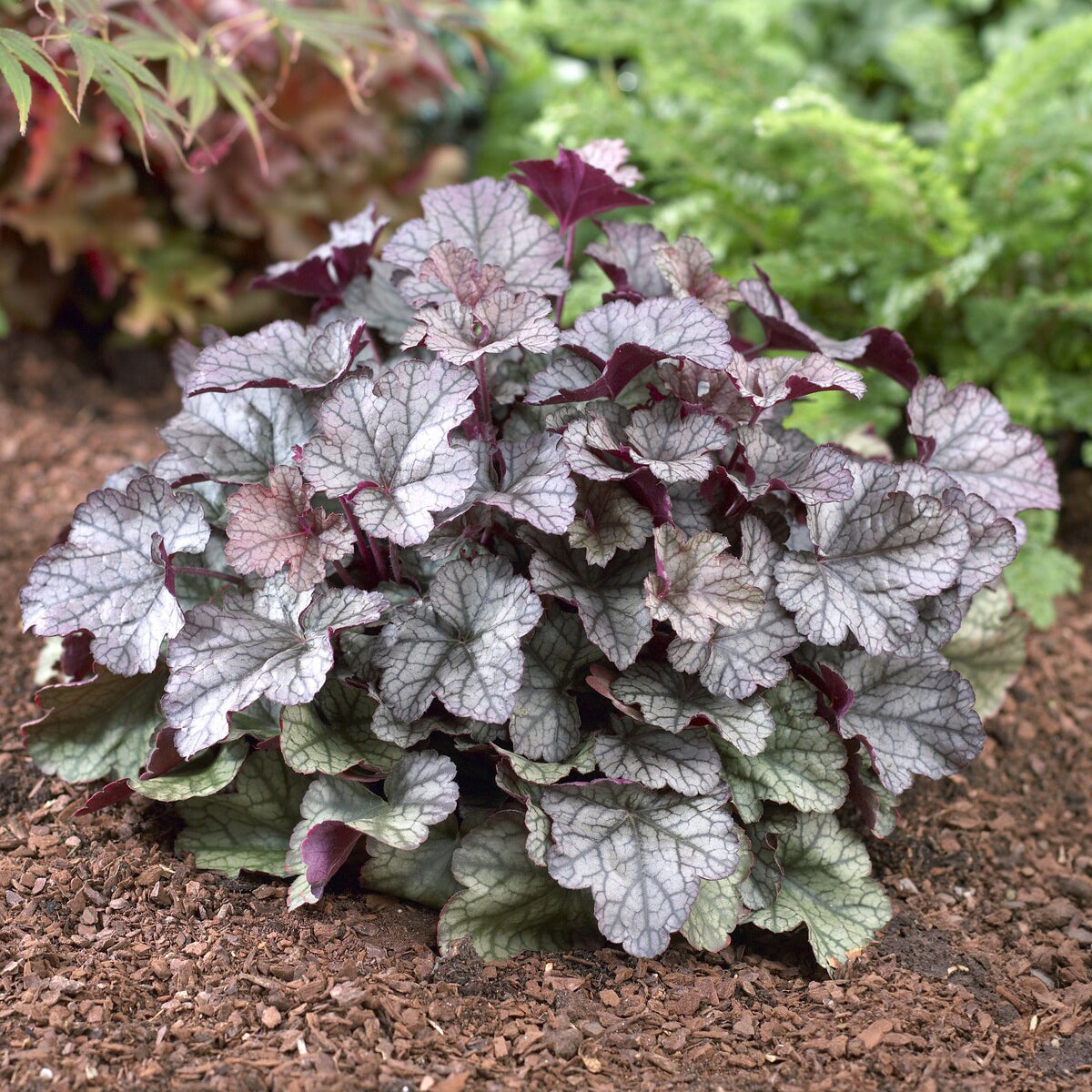 Purperklokje Silver Scrolls - Heuchera Silver Scrolls - Willemse