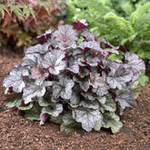 Purperklokje Silver Scrolls - Heuchera Silver Scrolls - Willemse