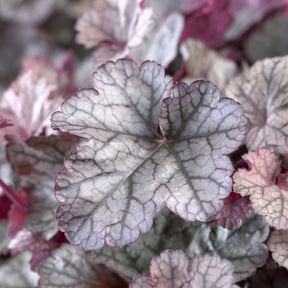 Heuchera Silver Scrolls - Purperklokje Silver Scrolls - Heuchera - Purperklokje