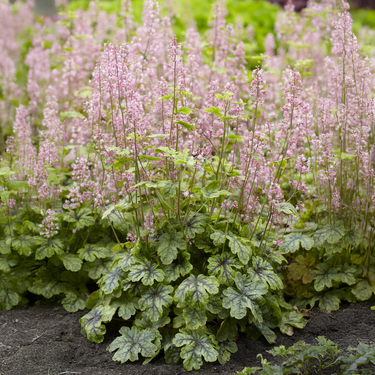 Schuimklokje Tapestry - Willemse