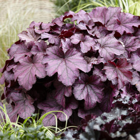 Heuchera Wild Rose - Purperklokje Wild Rose - Heuchera - Purperklokje