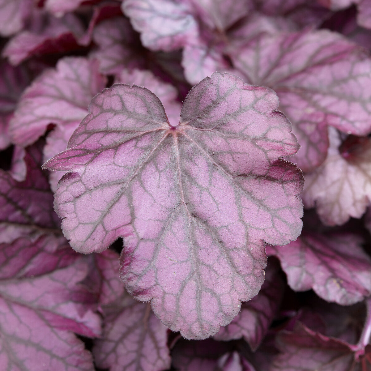 Heuchera - Purperklokje - Purperklokje Wild Rose - Heuchera Wild Rose