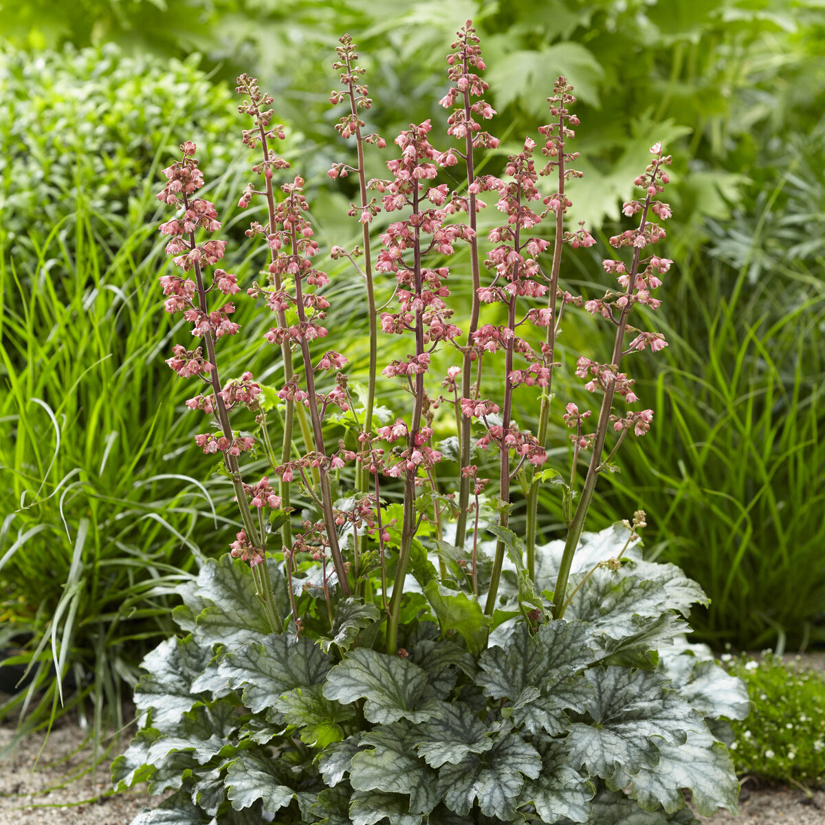Heuchera Paris - Purperklokje Paris - Heuchera - Purperklokje