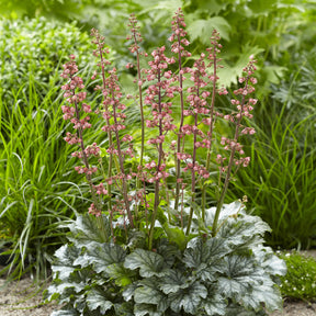 Heuchera Paris - Purperklokje Paris - Heuchera - Purperklokje