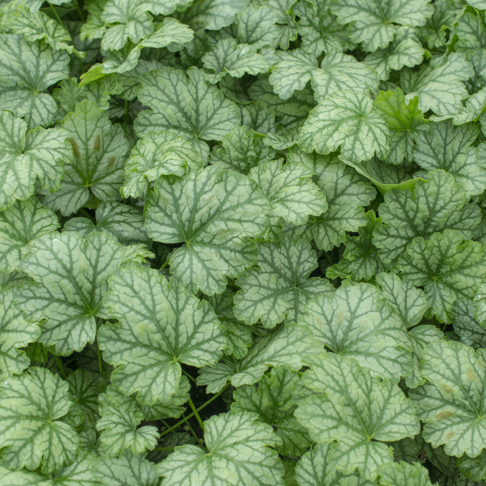 Verkoop Purperklokje Paris - Heuchera Paris