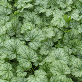 Verkoop Purperklokje Paris - Heuchera Paris