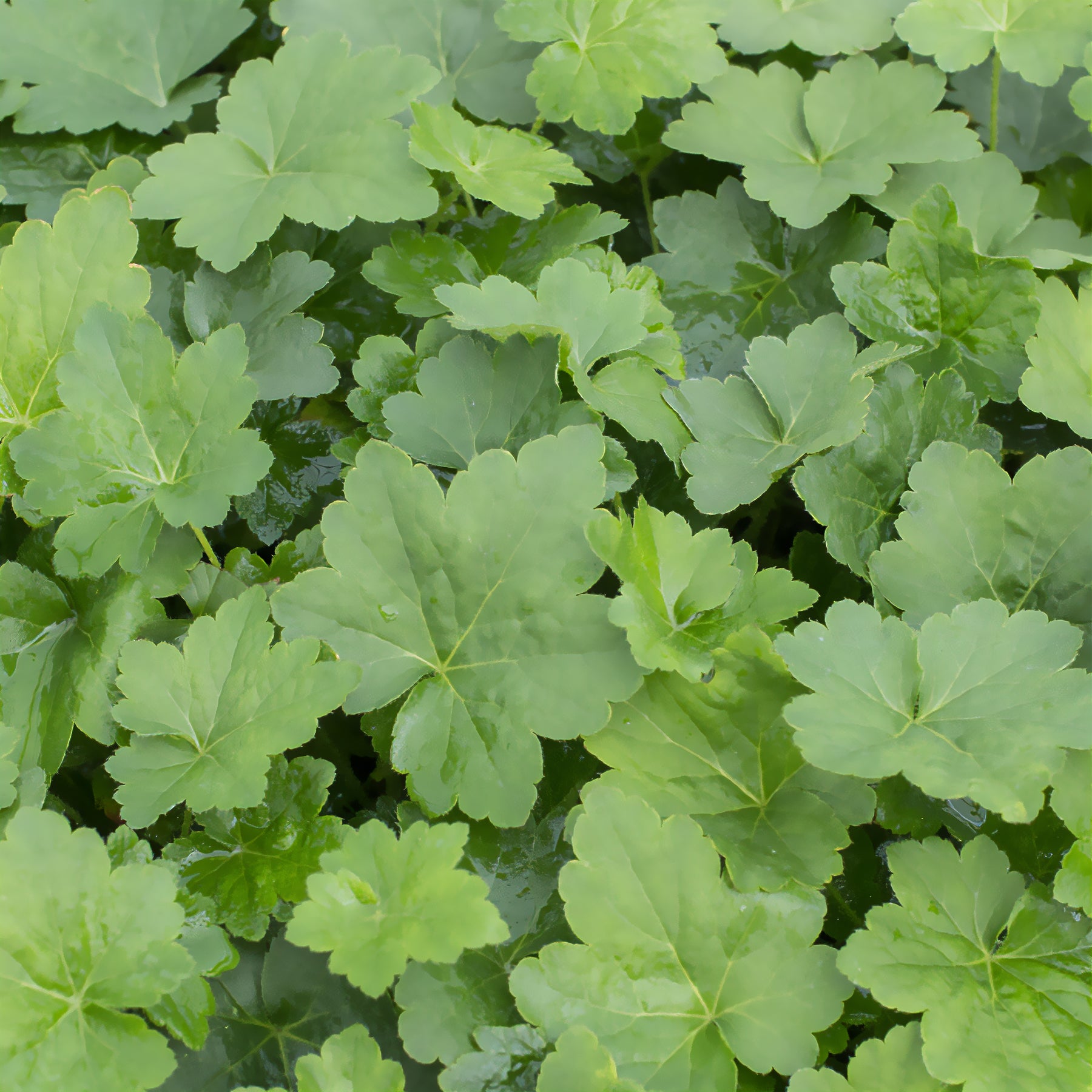 Purperklokje Chantilly - Willemse