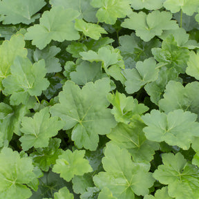 Purperklokje Chantilly - Willemse