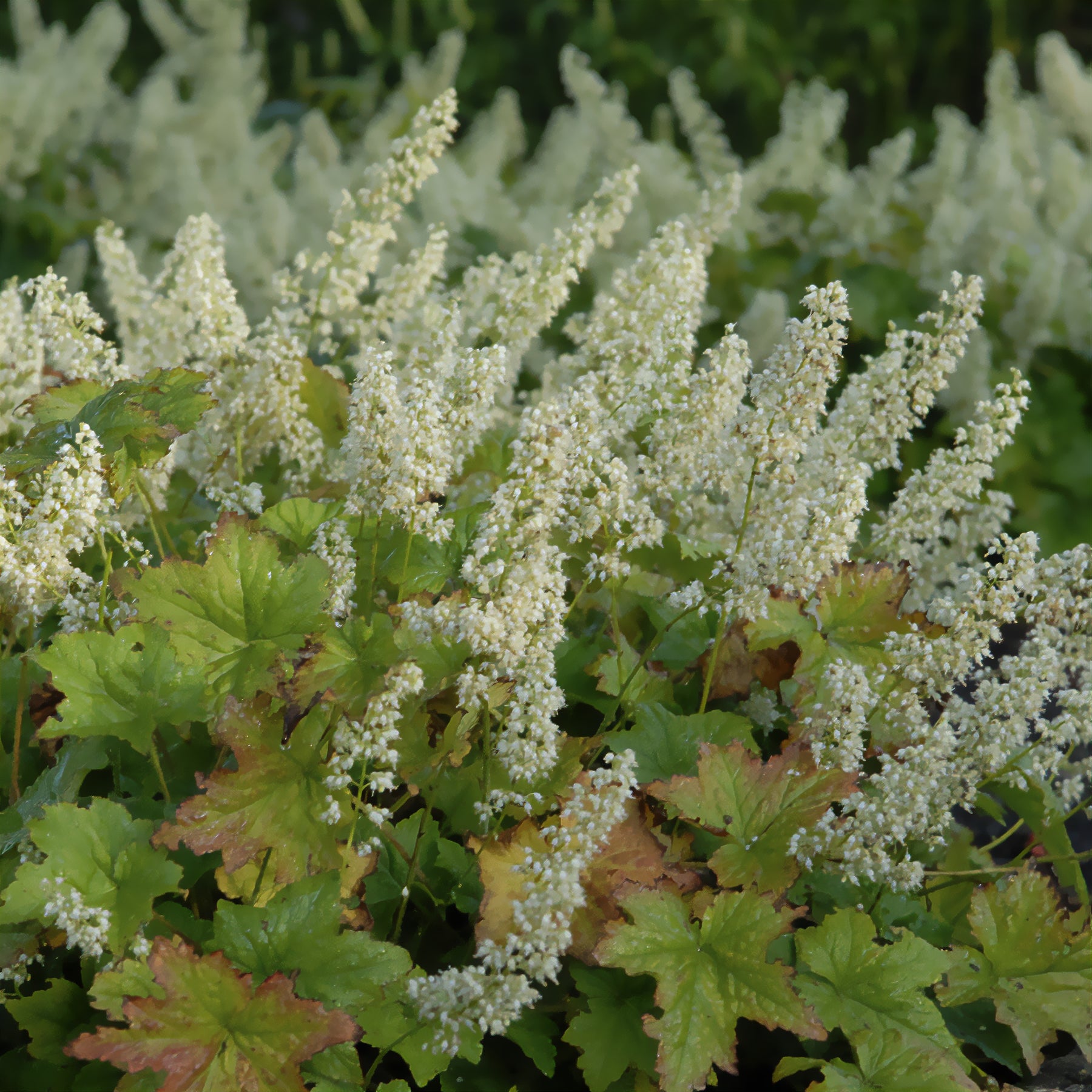 Purperklokje Chantilly - Heuchera villosa chantilly - Willemse