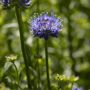Zandblauwtje Blaulicht - Jasione laevis - Willemse