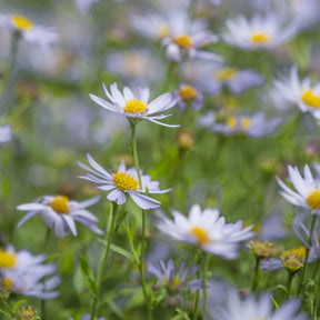 Kalimeris incisa Charlotte - Zomeraster Charlotte - Bloeiende vaste planten