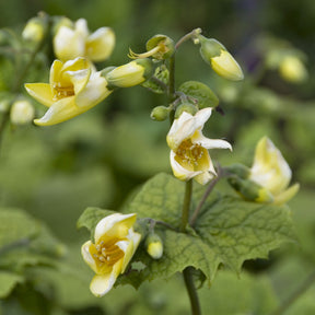 Kirengeshoma koreana - Koreaanse Japanse wasbloem - Vaste planten