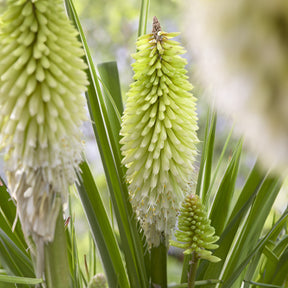 Vuupijl Ice Queen - Kniphofia Ice Queen - Willemse