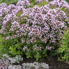 Siermarjolein - Origanum vulgare Compactum - Willemse