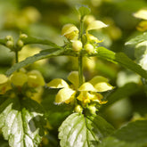 Lamiastrum galeobdolon Florentinum - Gele dovenetel Florentinum - Vaste planten