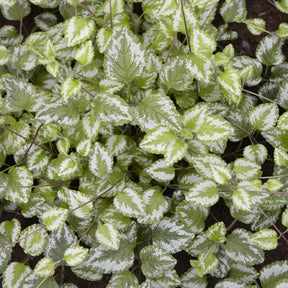 Vaste planten - Gele dovenetel Florentinum - Lamiastrum galeobdolon Florentinum