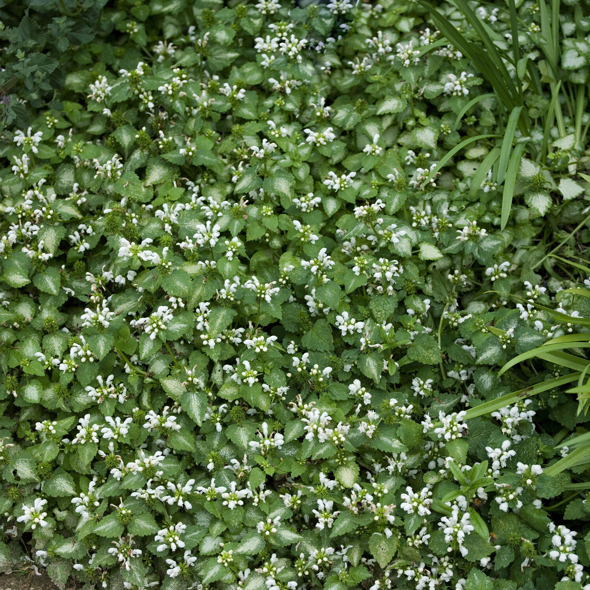 Siernetel Album - Willemse