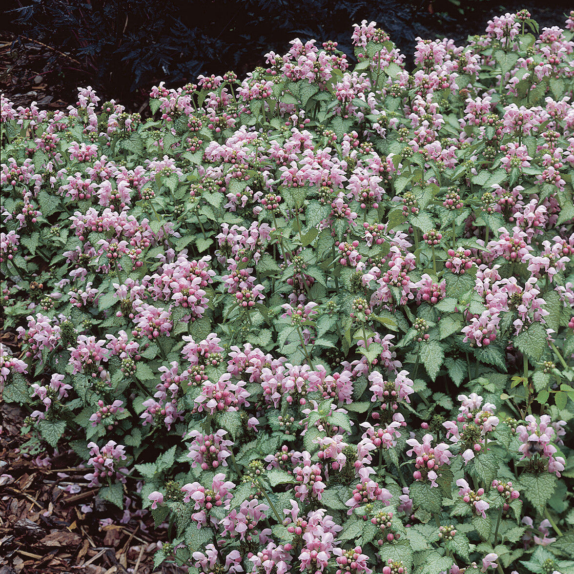 Siernetel Roseum - Lamium maculatum Roseum - Willemse