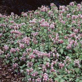 Siernetel Roseum - Lamium maculatum Roseum - Willemse