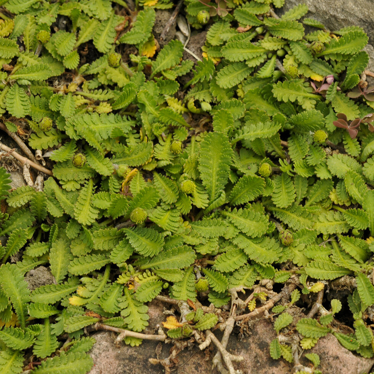 Speldenkussenplant - Willemse
