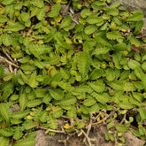 Speldenkussenplant - Willemse