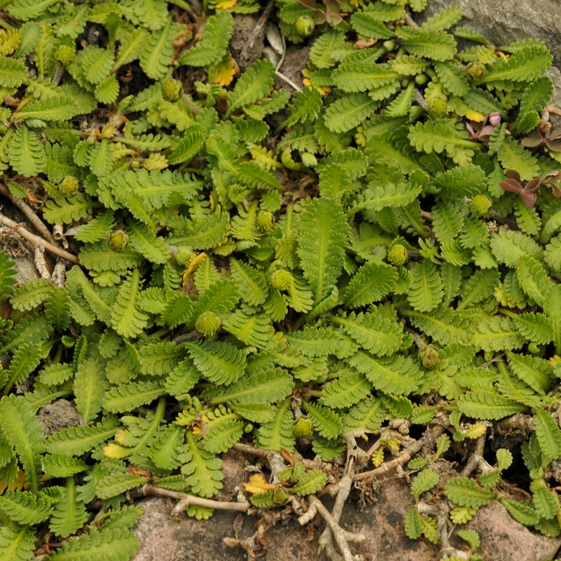 Speldenkussenplant - Willemse
