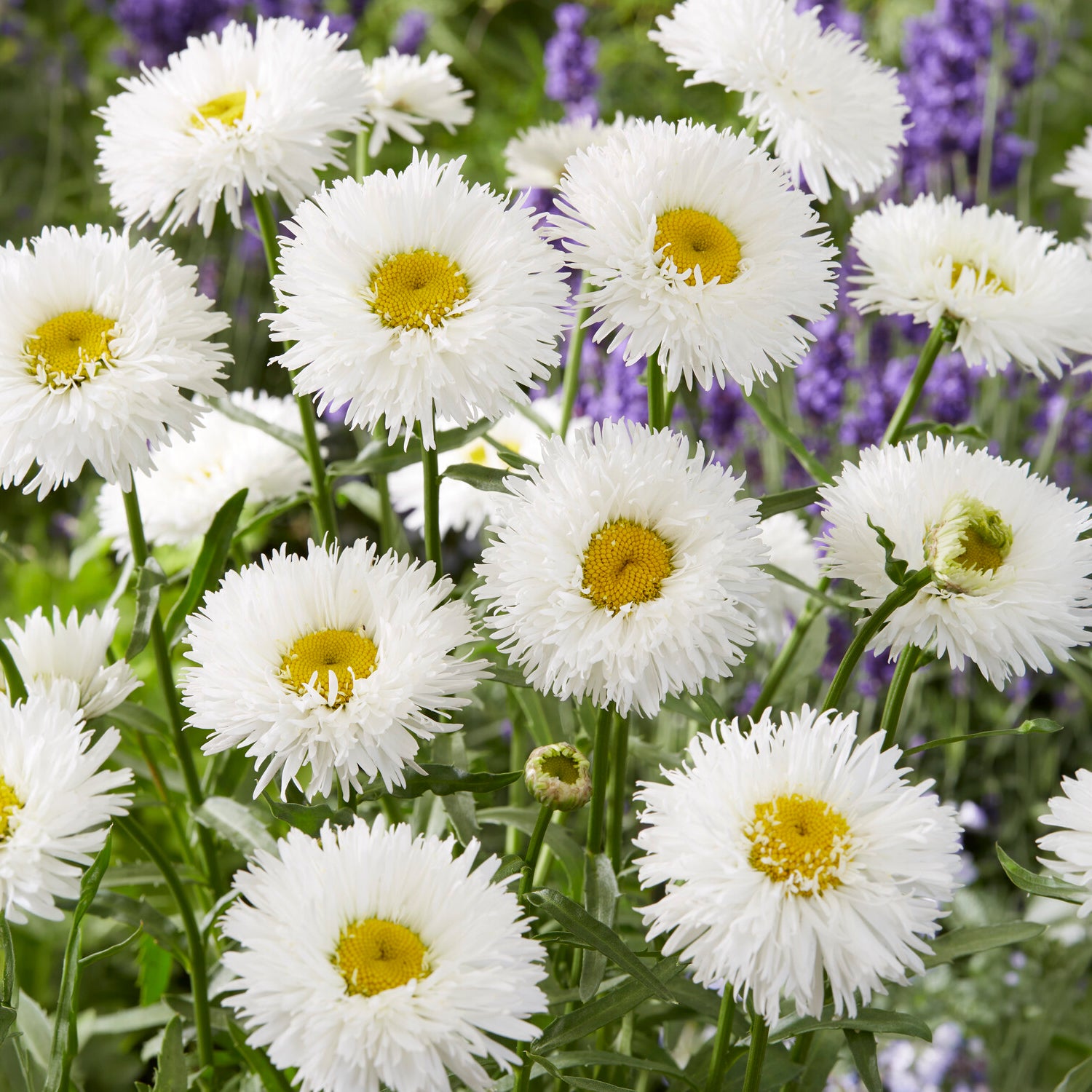Leucanthemum superbum laspider - Margriet Laspider - Leucanthemum - Margriet
