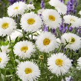 Leucanthemum superbum laspider - Margriet Laspider - Leucanthemum - Margriet