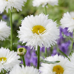 Margriet Laspider - Leucanthemum superbum laspider - Willemse