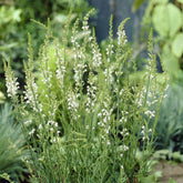 Vlasleeuwenbek Springside White - Willemse