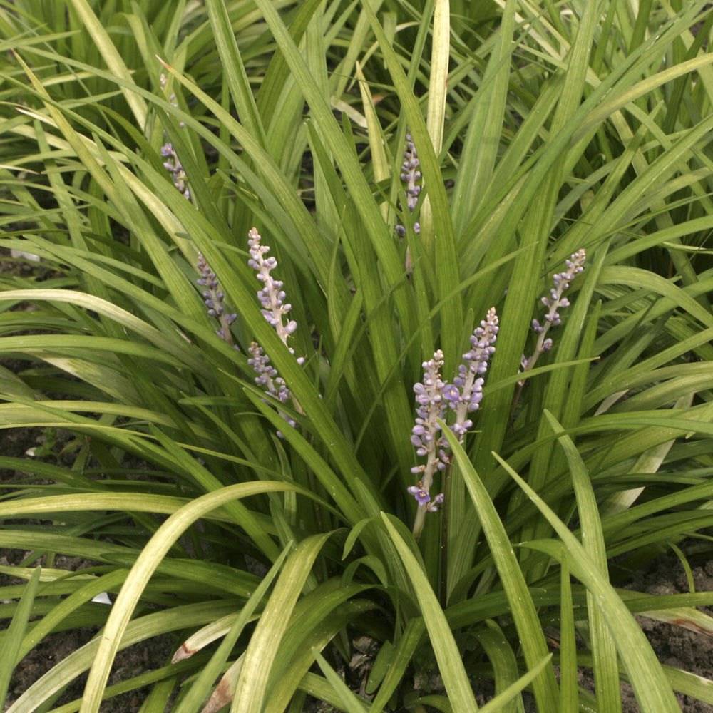 Leliegras spicata - Liriope spicata - Willemse