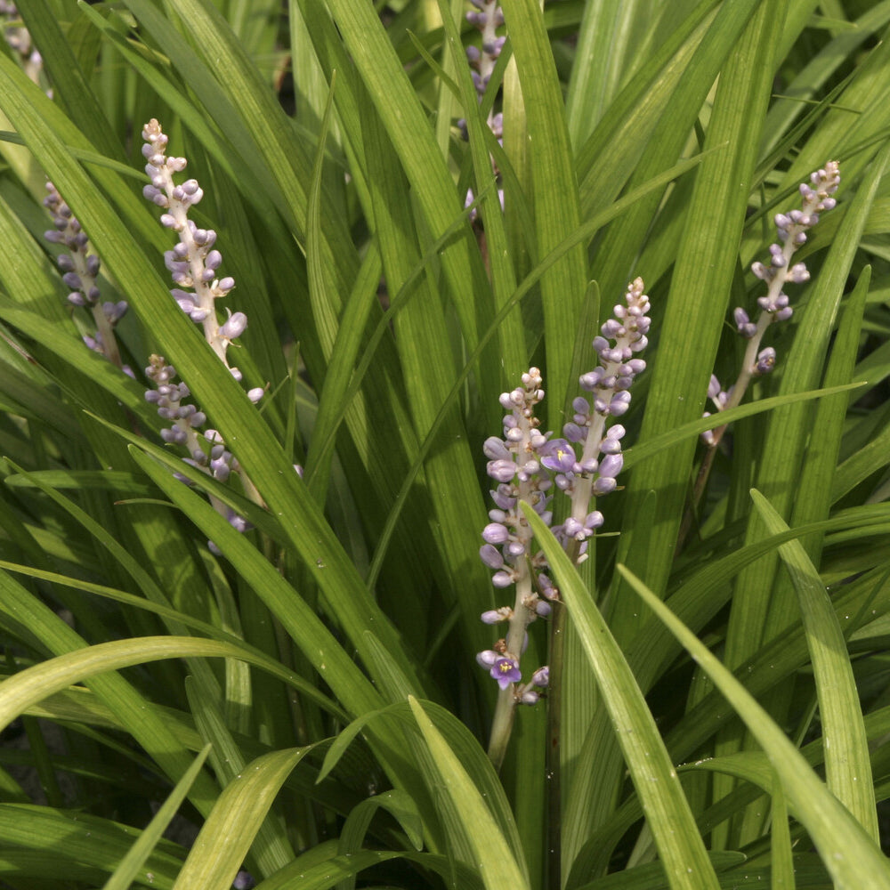Leliegras spicata - Willemse