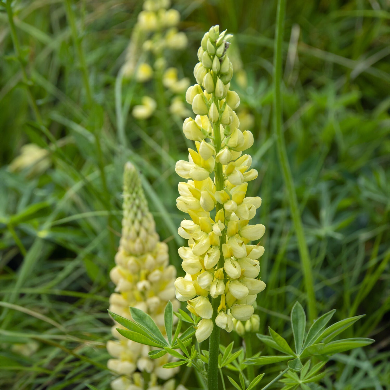 Lupine Chandelier - Lupinus polyphyllus Chandelier - Willemse