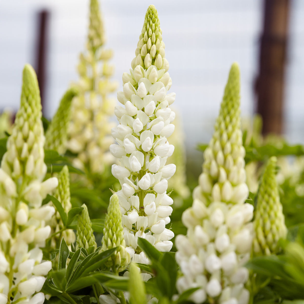Lupine Gallery White - Lupinus Gallery White - Willemse
