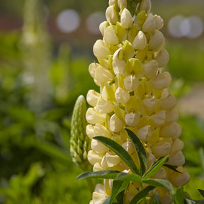 Lupinus Gallery Yellow - Lupine Gallery Yellow - Lupine