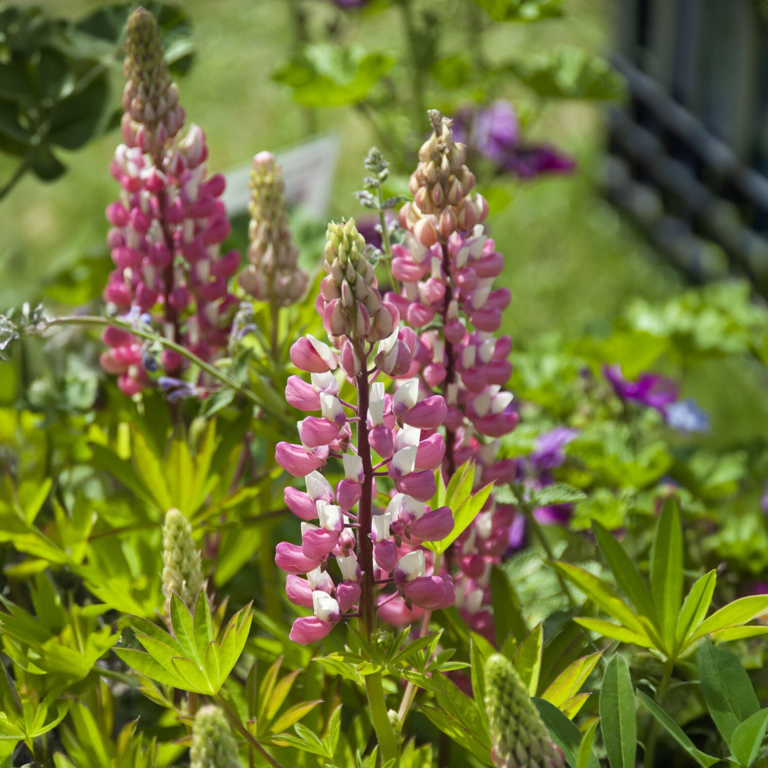 Lupine - Lupine La Chateleine - Lupinus The Chatelaine