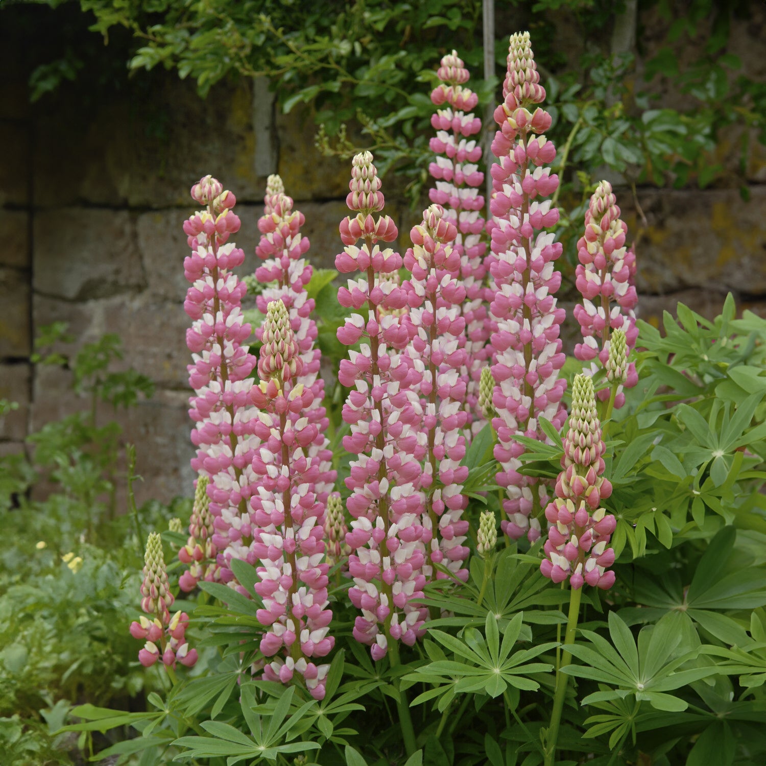 Lupinus The Chatelaine - Lupine La Chateleine - Lupine