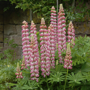 Lupinus The Chatelaine - Lupine La Chateleine - Lupine