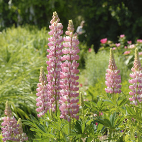 Lupine La Chateleine - Lupinus The Chatelaine - Willemse
