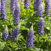 Lupinus The Governor - Lupine Le Gouverneur - Lupine