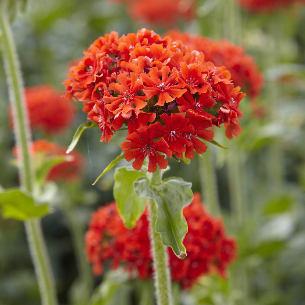 Vaste planten - Koekoeksbloem Morgenrot - Lychnis chalcedonica