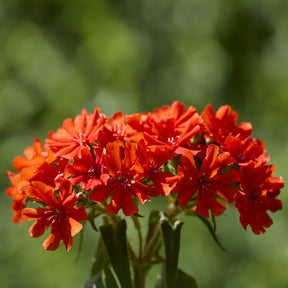 Lychnis chalcedonica - Koekoeksbloem Morgenrot - Vaste planten