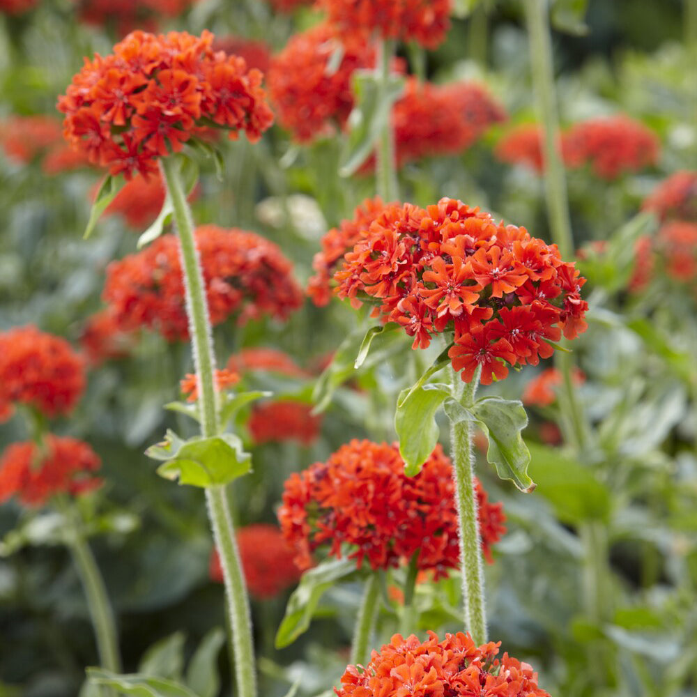 Verkoop Koekoeksbloem Morgenrot - Lychnis chalcedonica